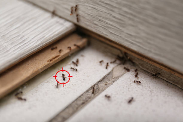  Pauls Valley, OK Pest Control Pros
