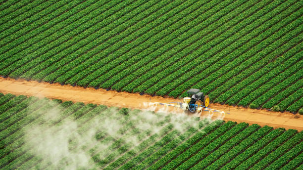 Best Pest Removal Services  in Pauls Valley, OK