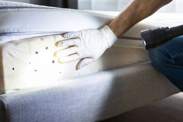 Best Pest Prevention Services  in Pauls Valley, OK