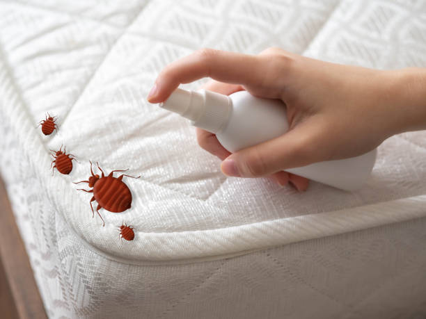 Best Spider Control Near Me  in Pauls Valley, OK