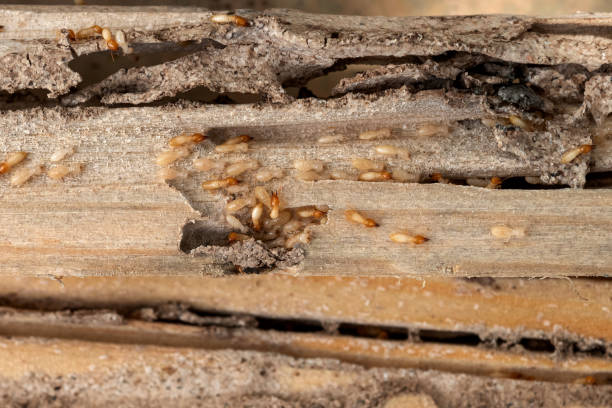 Best Affordable Pest Control Services  in Pauls Valley, OK